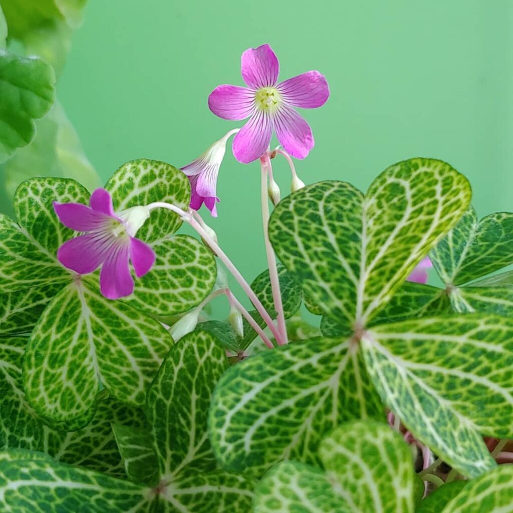 Oxalis corymbosa Aureo reticulata