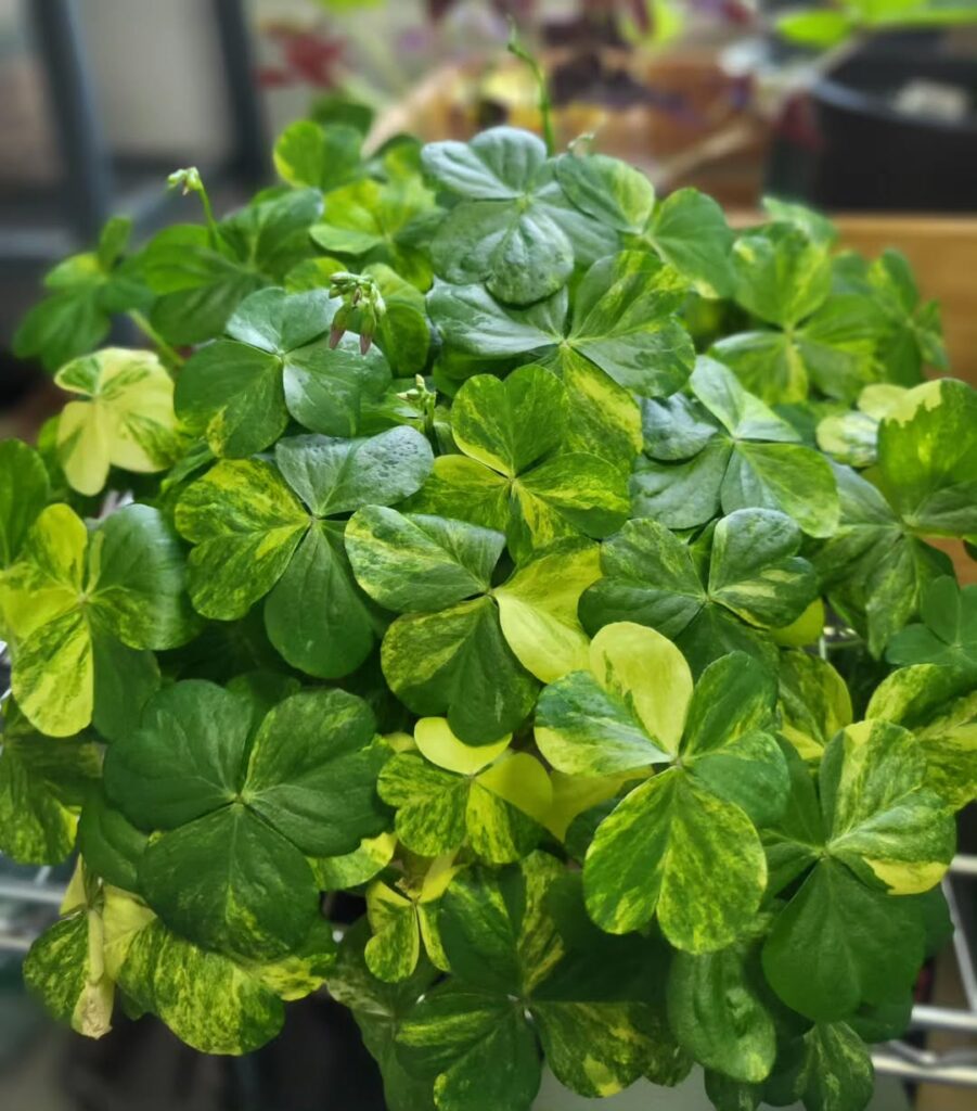 Oxalis corymbosa Variegata