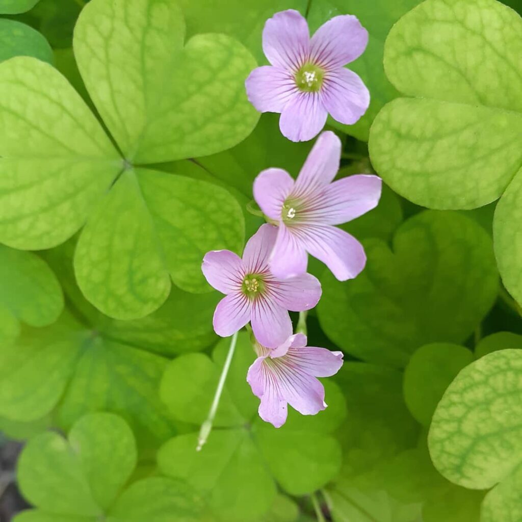 Oxalis debilis