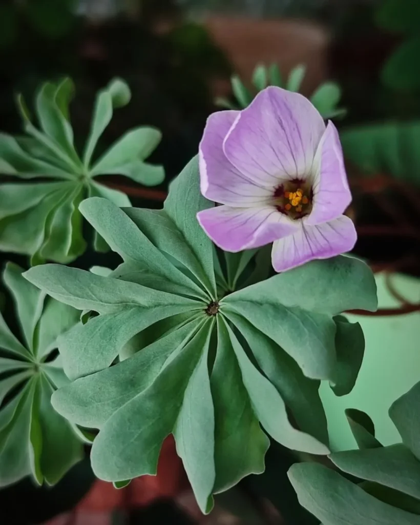Oxalis decaphylla