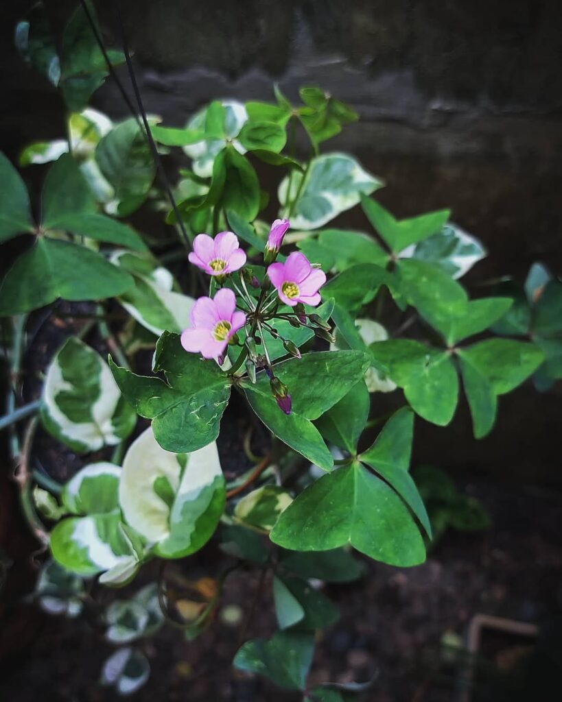 Oxalis dehradunensis