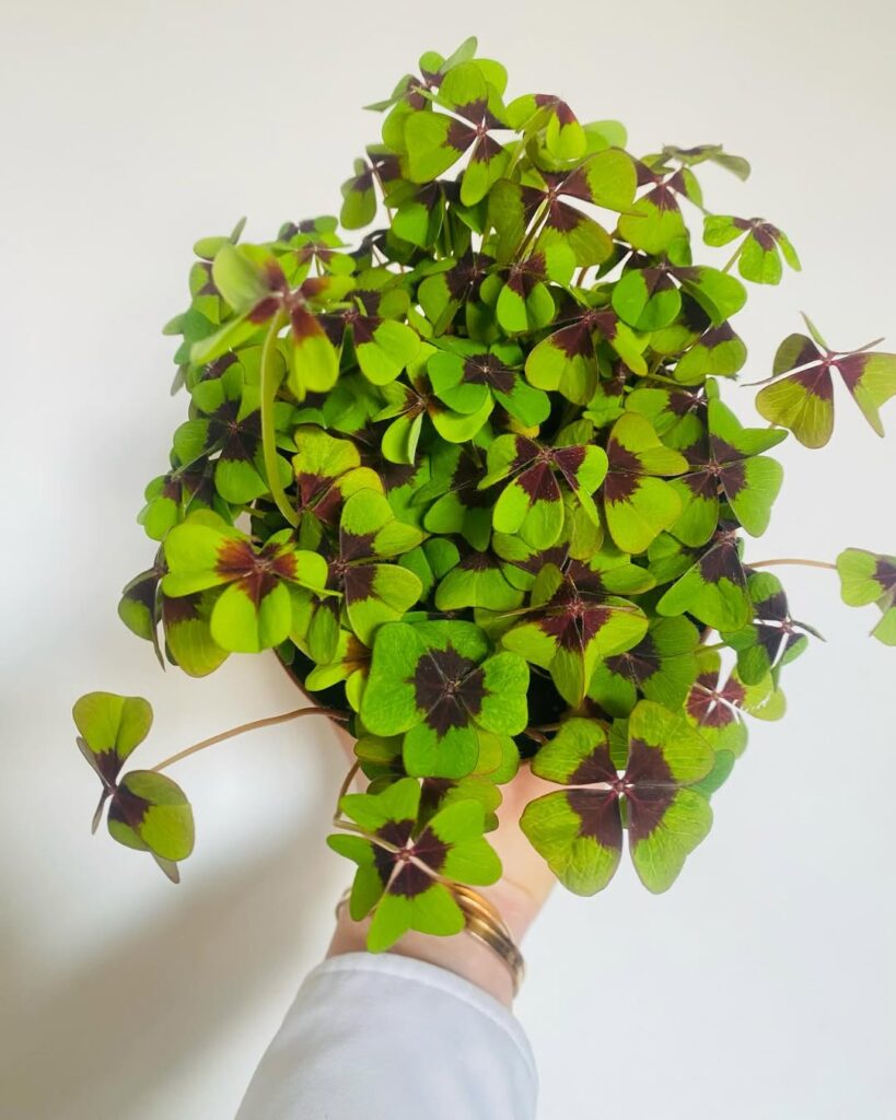 Oxalis deppei