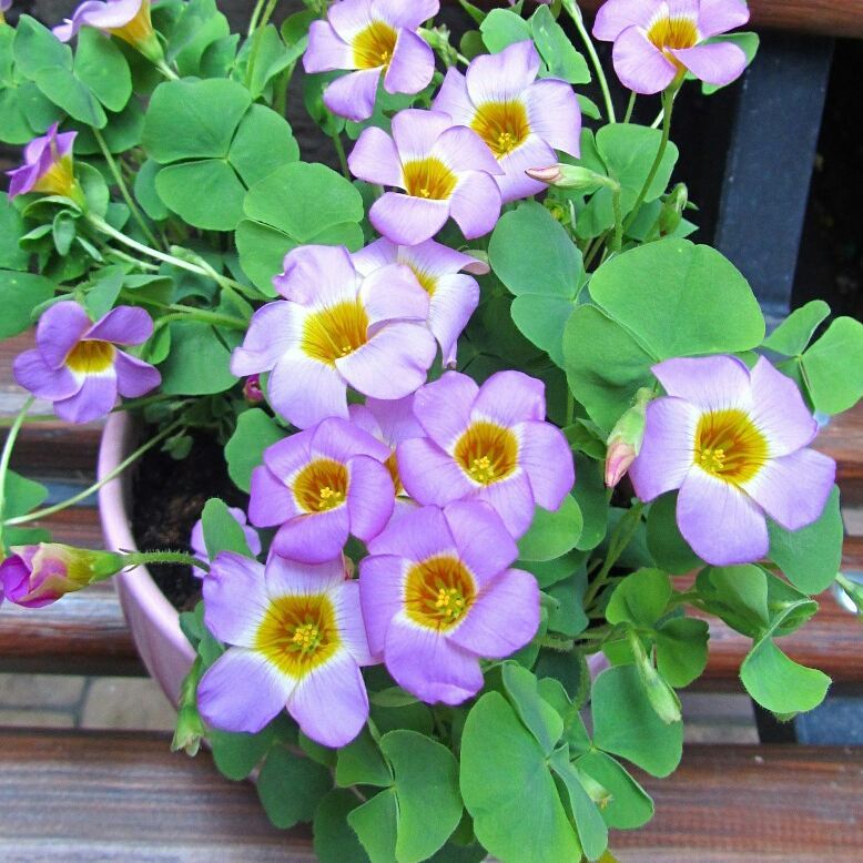 Oxalis depressa