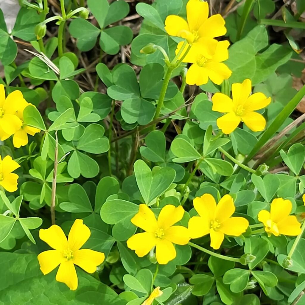 Oxalis dillenii