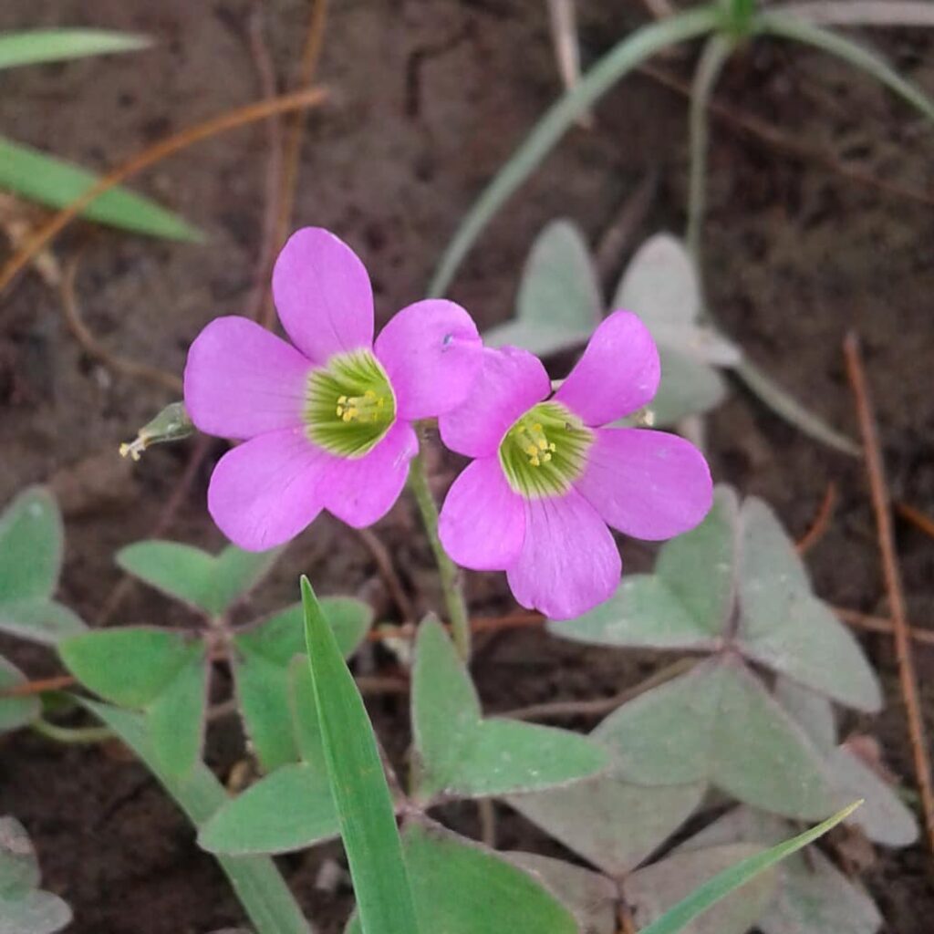 Oxalis drummondii