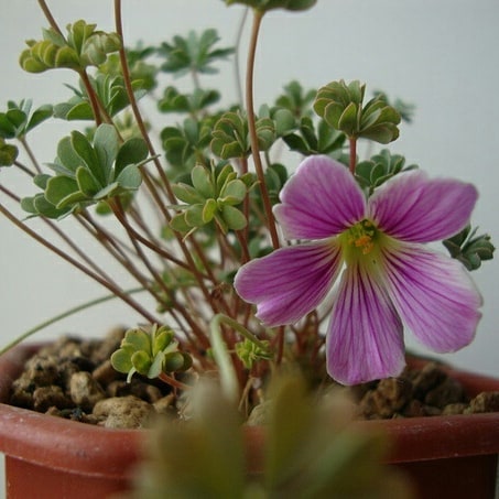 Oxalis enneaphylla