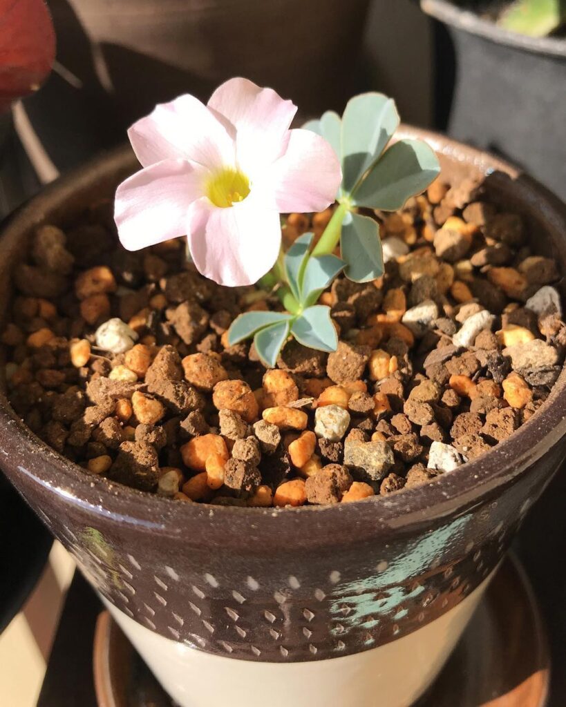 Oxalis flava