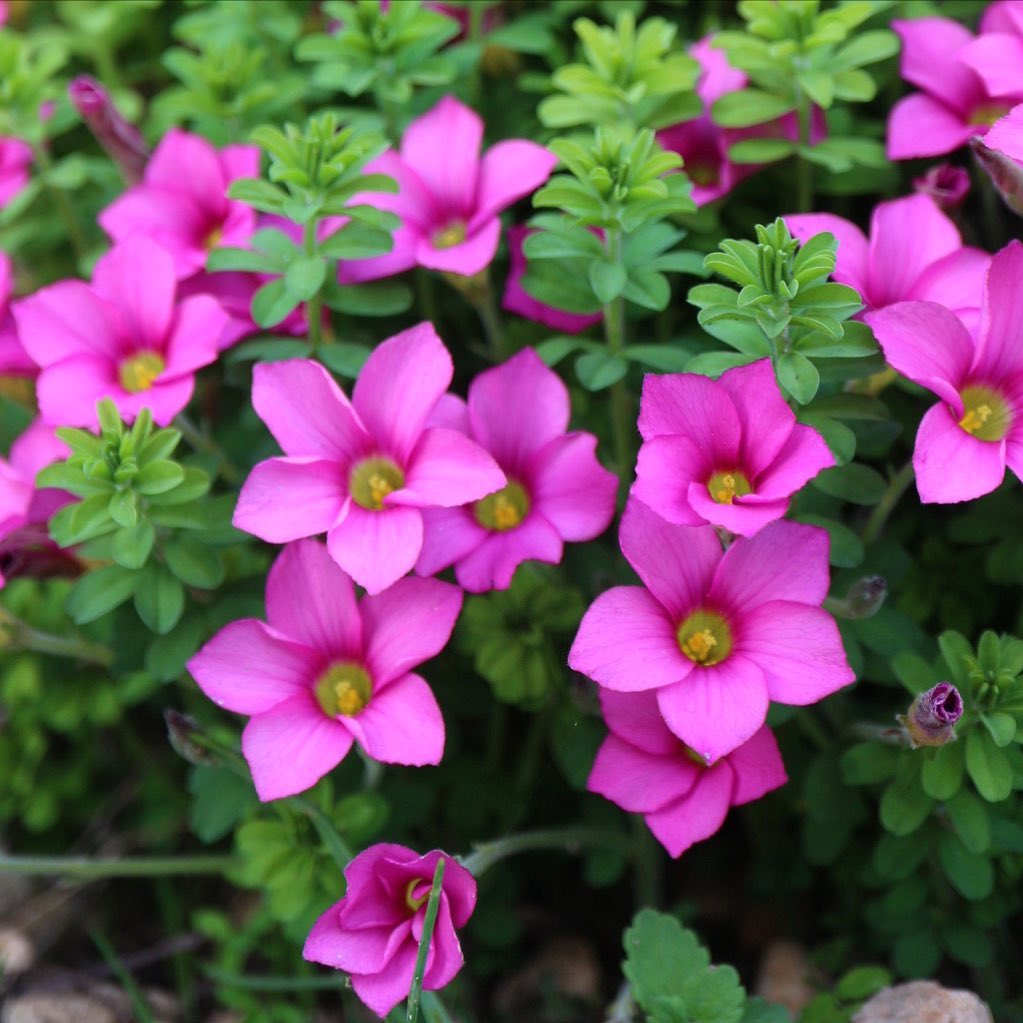 Oxalis hirta