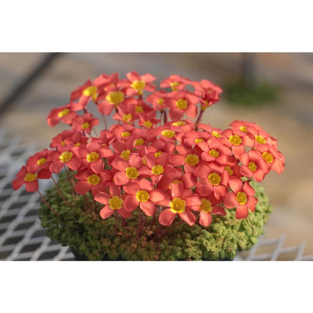 Oxalis inaequalis