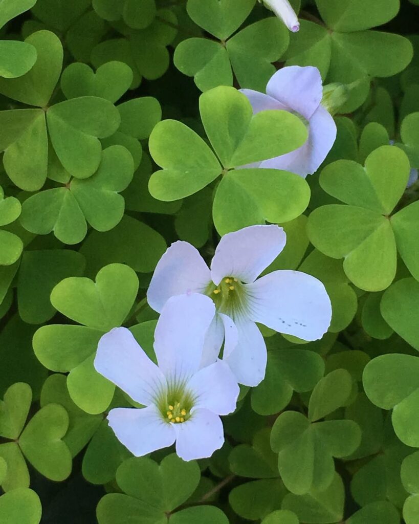 Oxalis incarnata