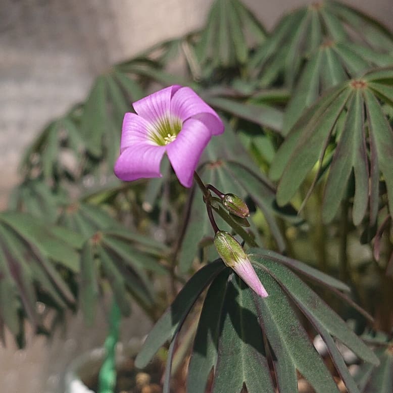 Oxalis lasiandra