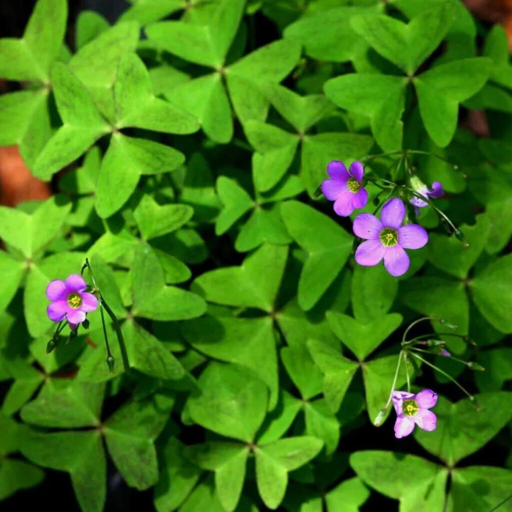 Oxalis latifolia