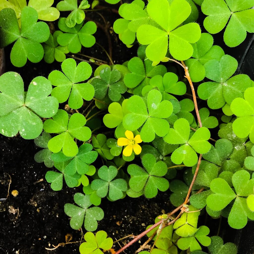 Oxalis luteola