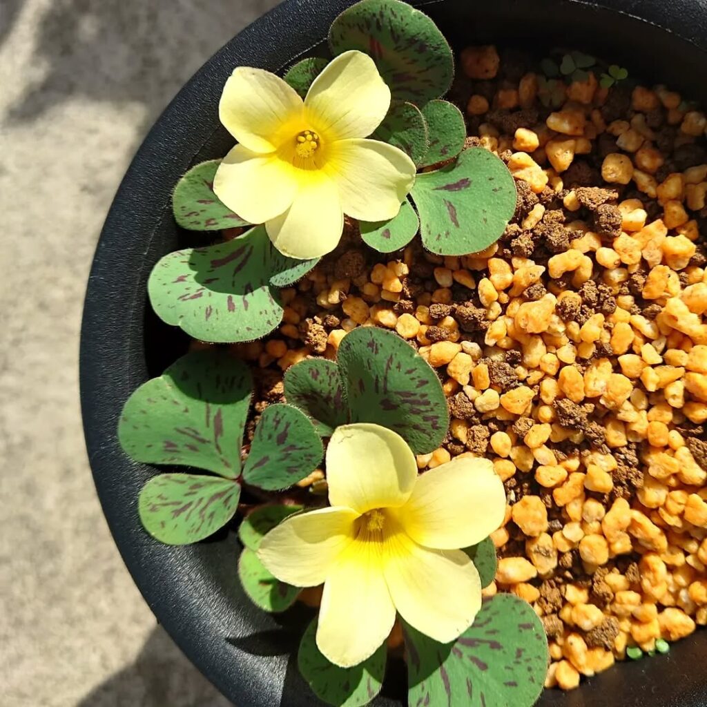 Oxalis luteola Maculata