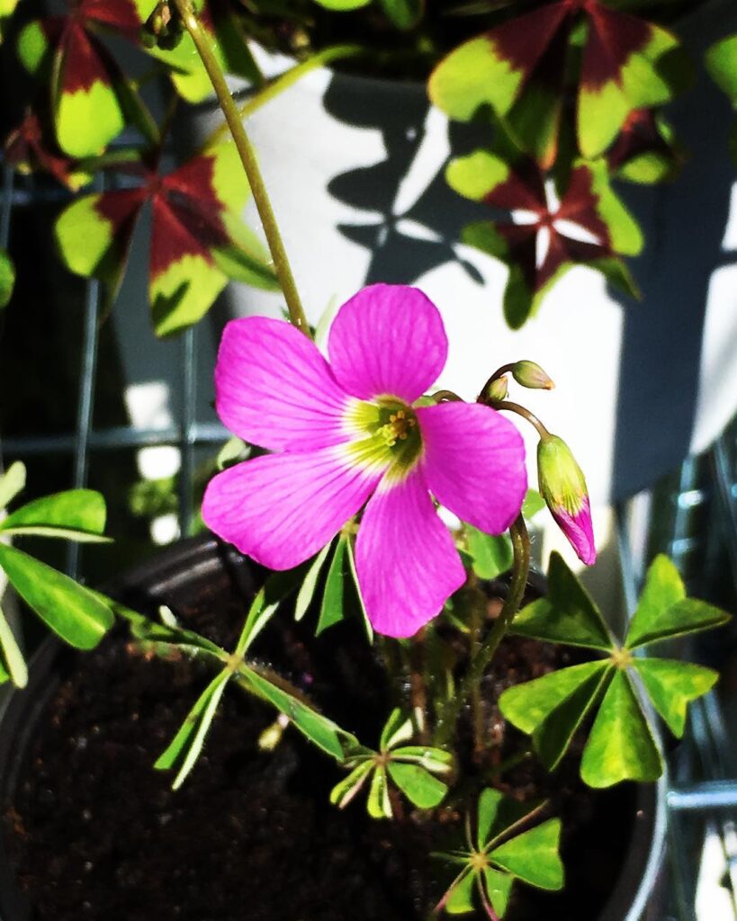 Oxalis magnifica
