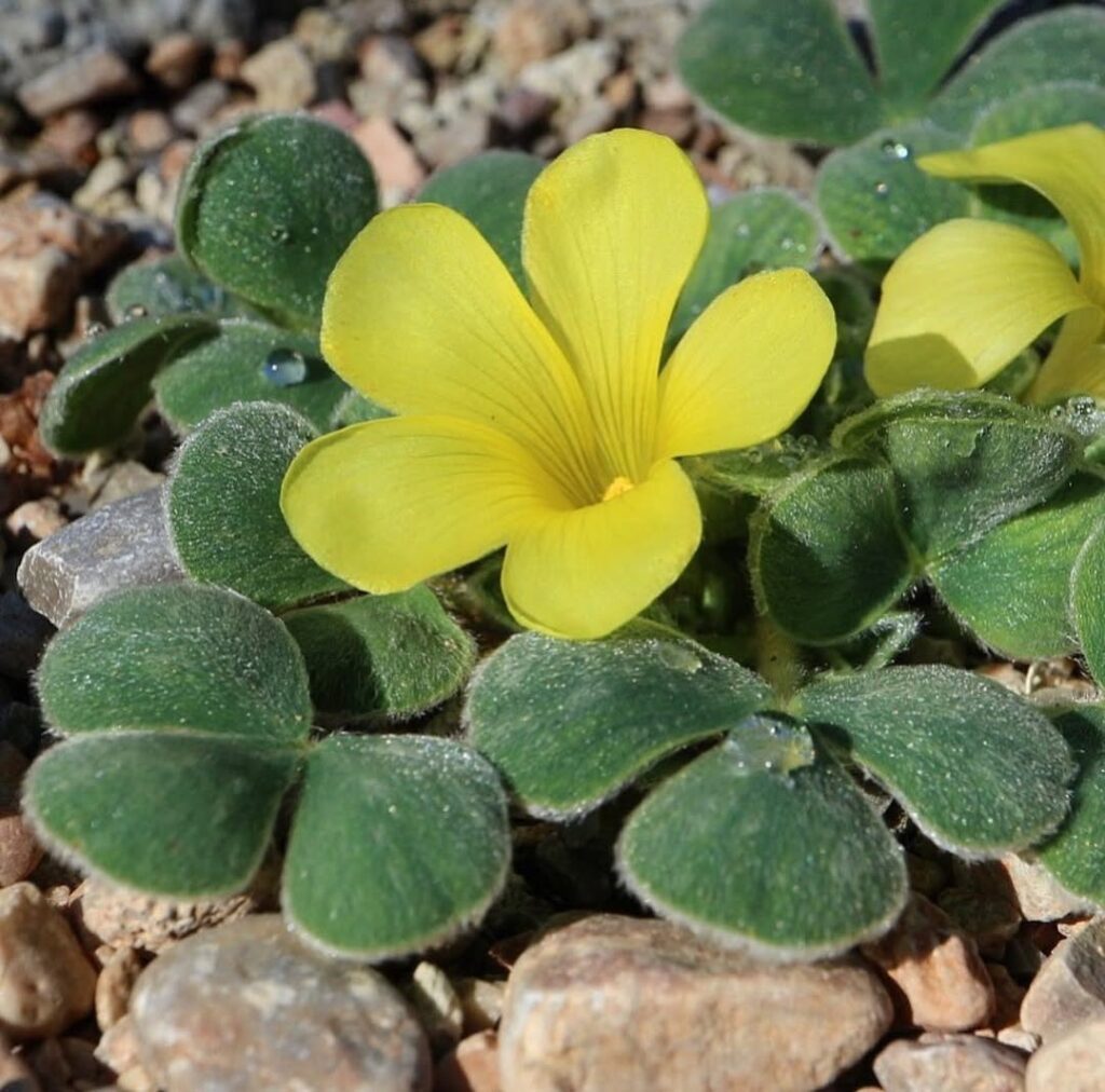 Oxalis melanosticta