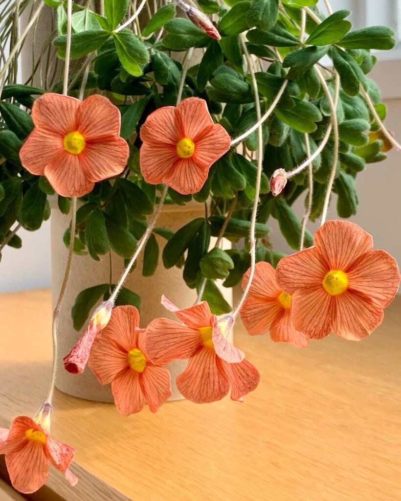 Oxalis obtusa