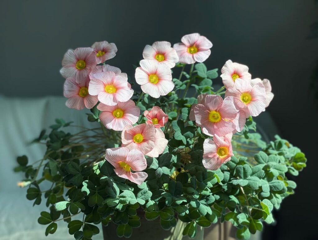 Oxalis obtusa Blush