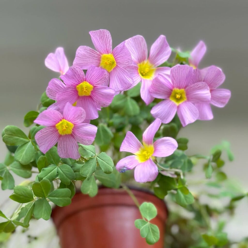 Oxalis obtusa Lilac