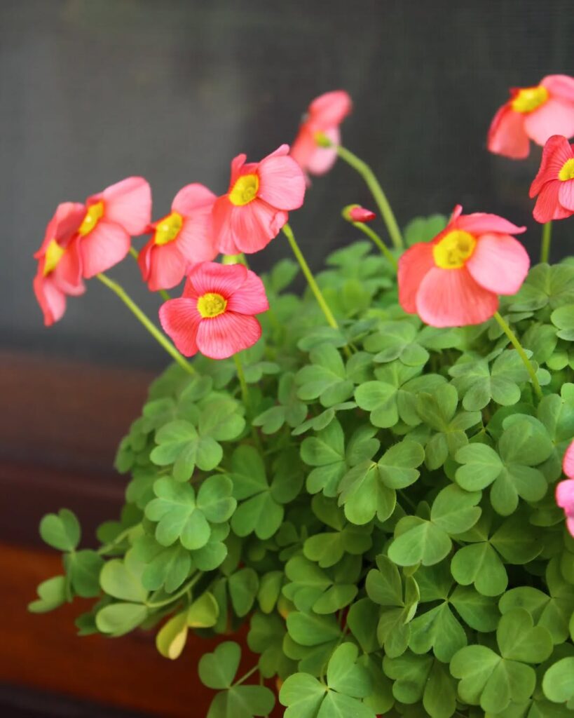 Oxalis obtusa Salmon