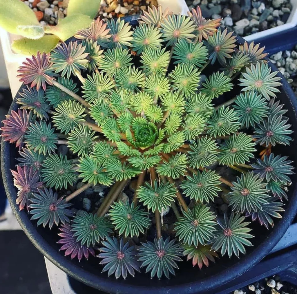 Oxalis palmifrons