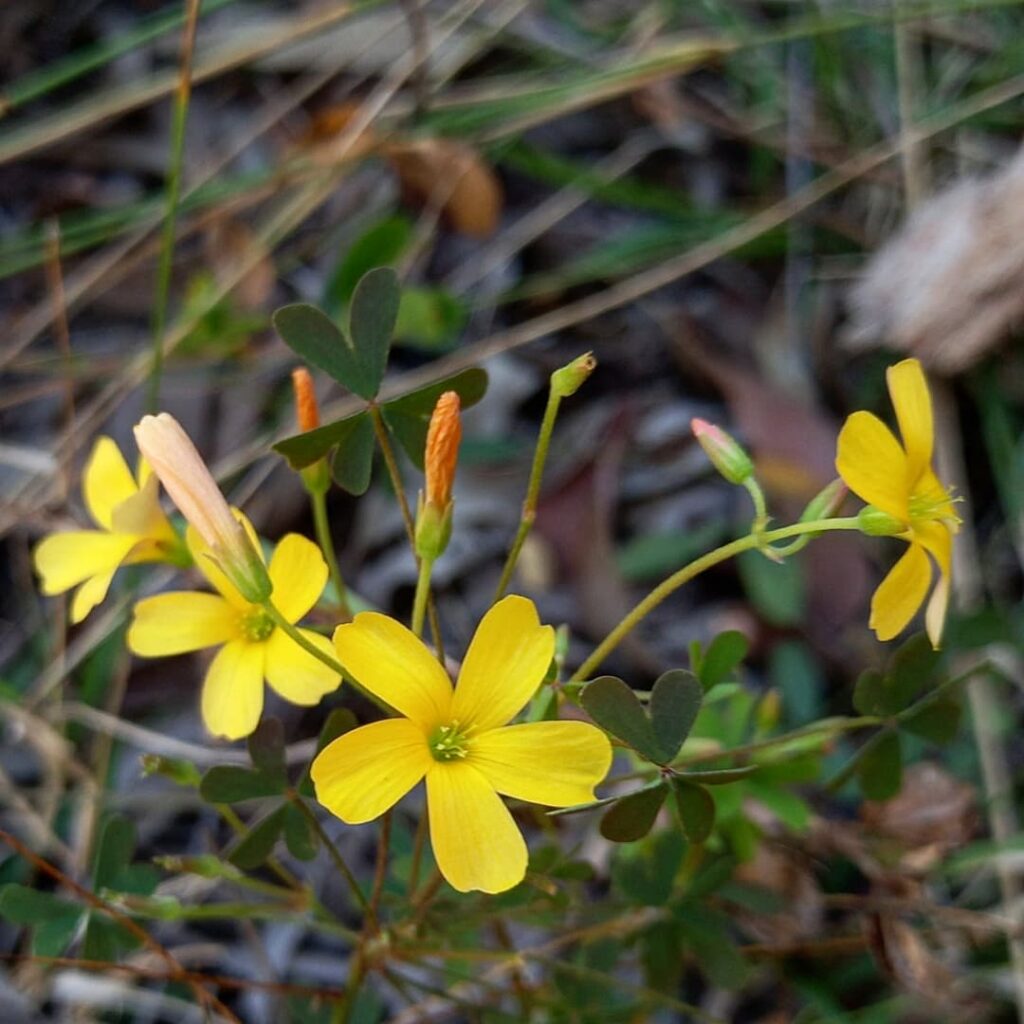 Oxalis perennans