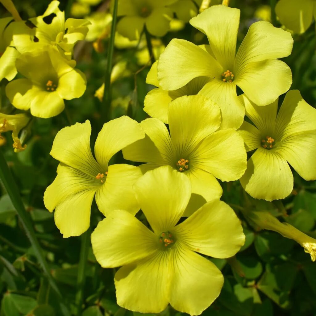 Oxalis pes caprae