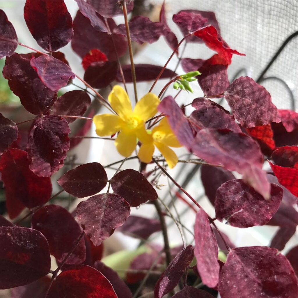 Oxalis rubra