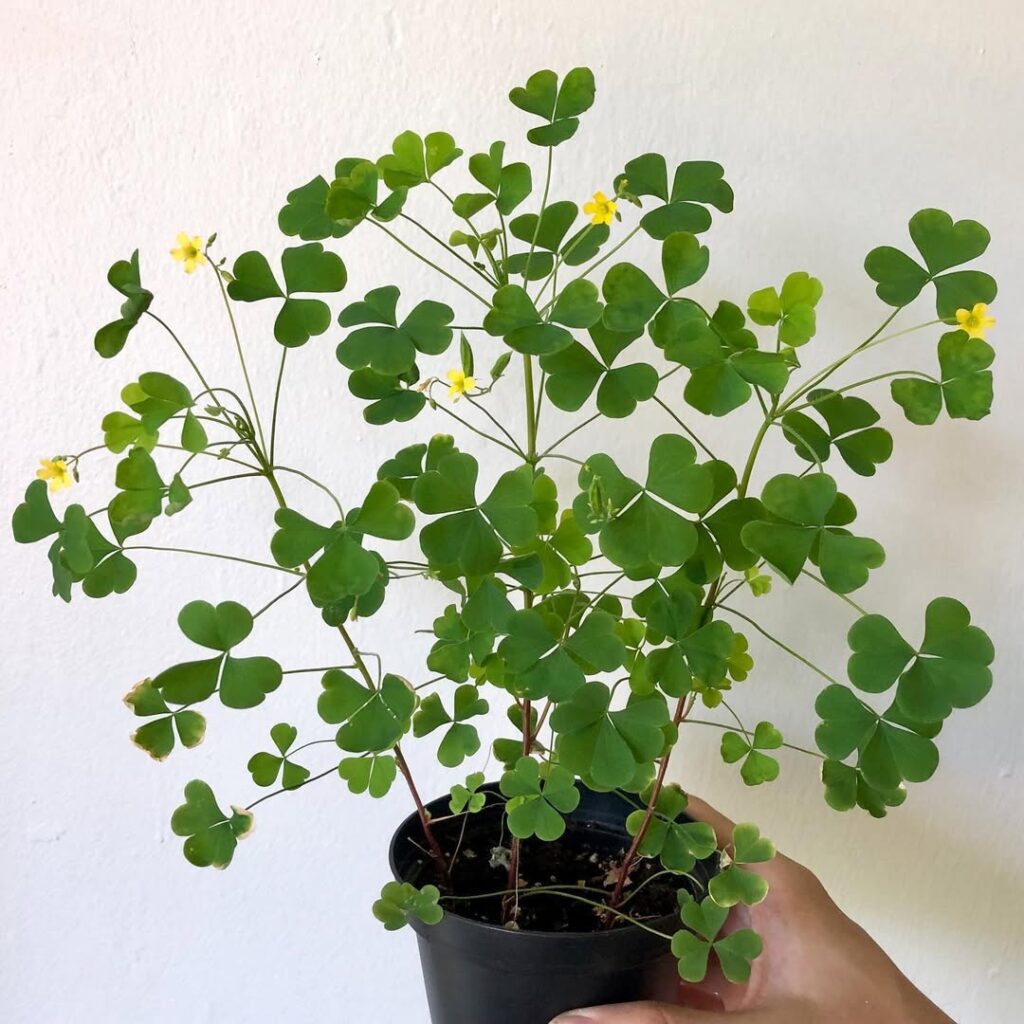 Oxalis stricta