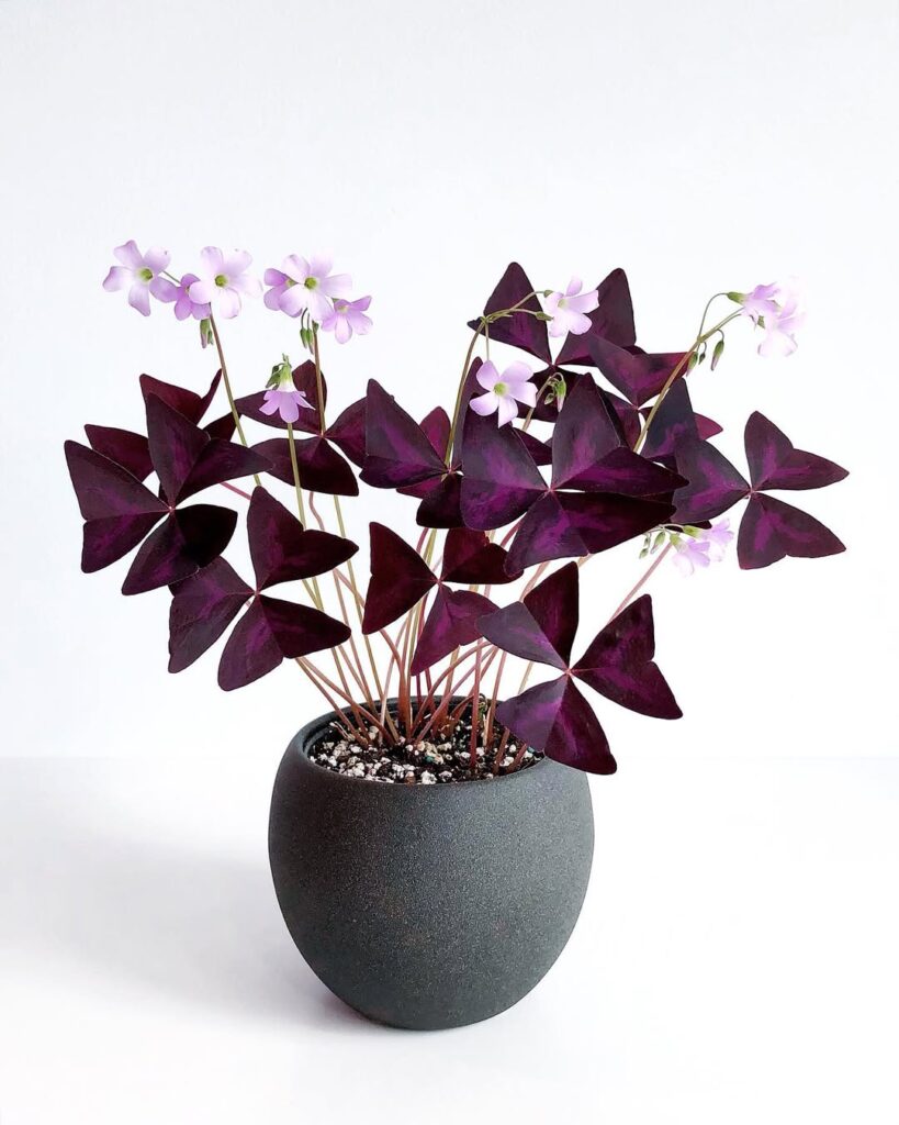 Oxalis triangularis