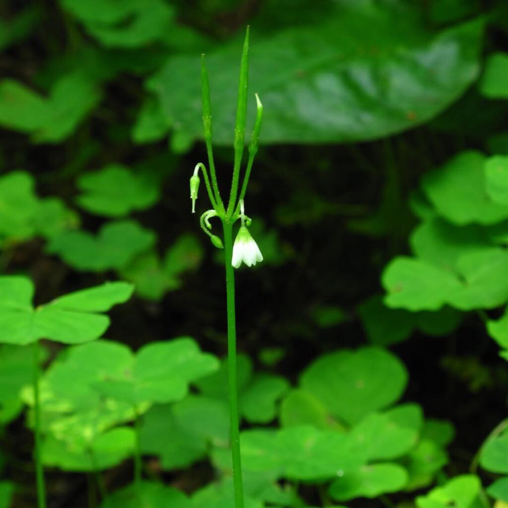 Oxalis trilliifolia