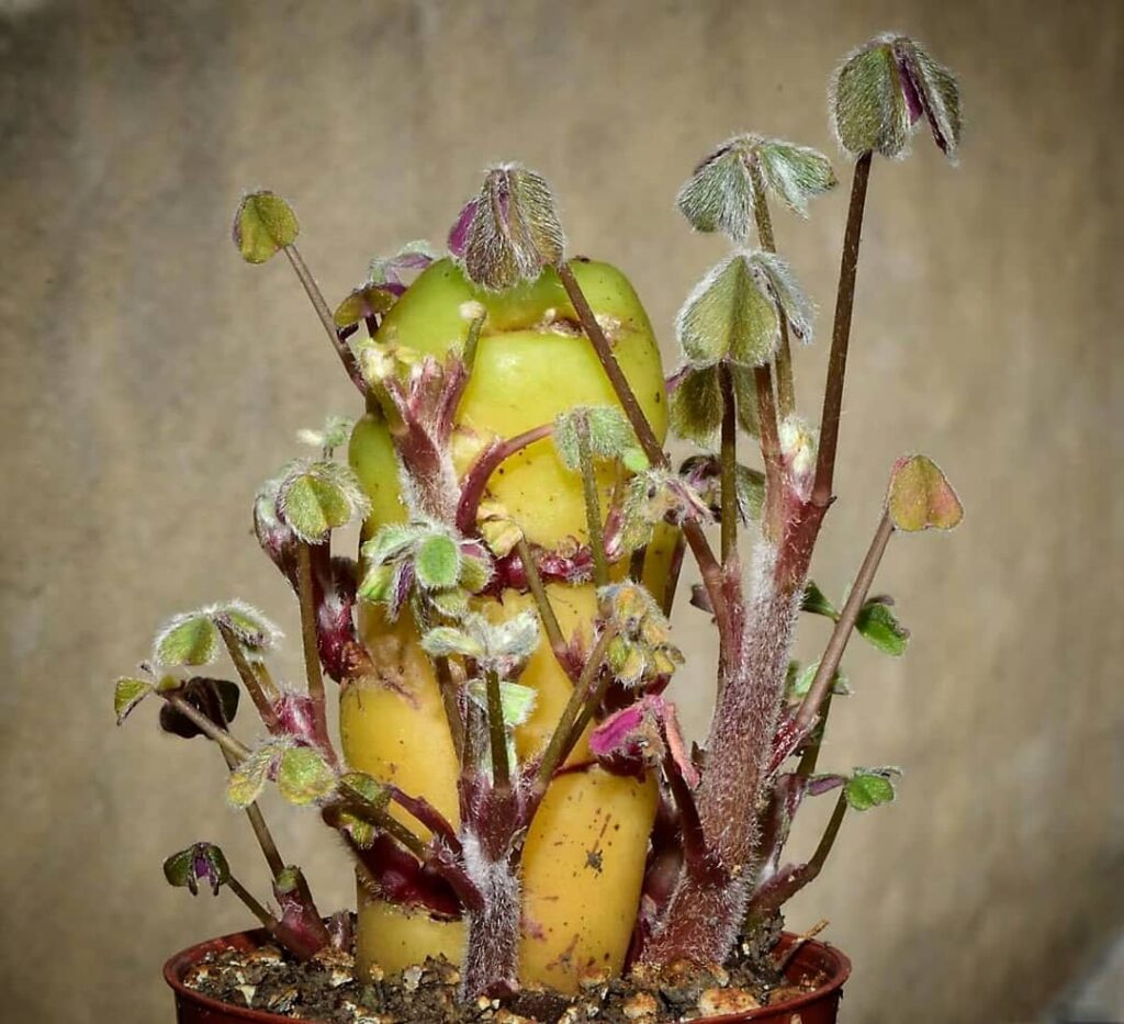 Oxalis tuberosa