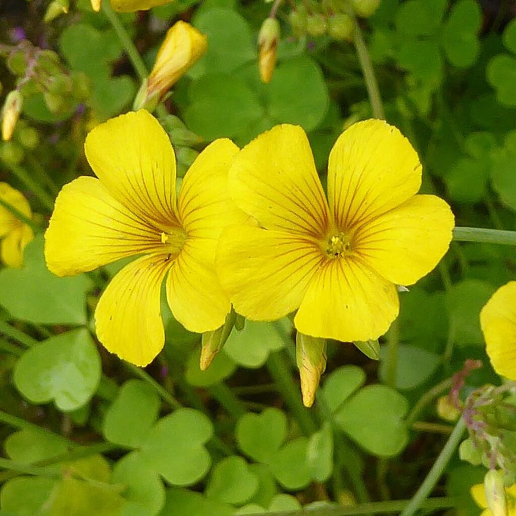 Oxalis valdiviensis