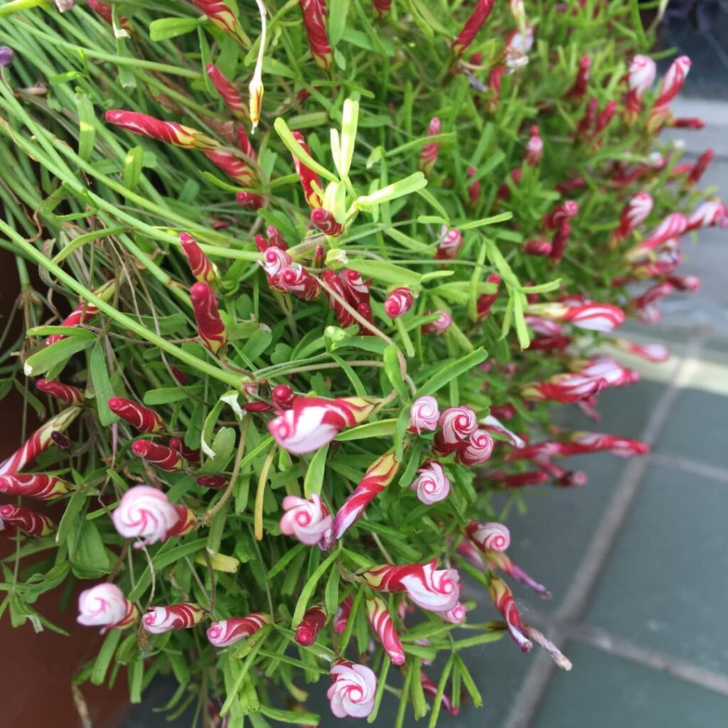 Oxalis versicolor