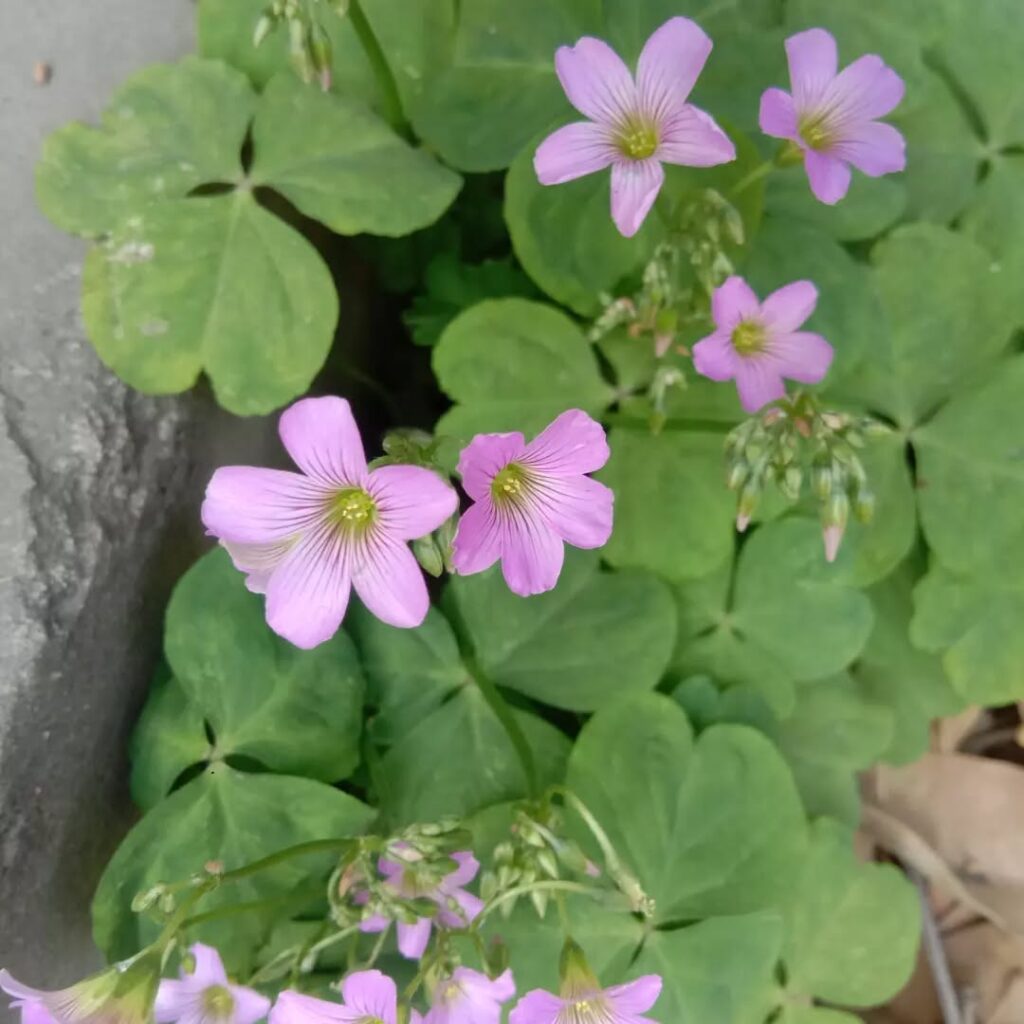 Oxalis violacea