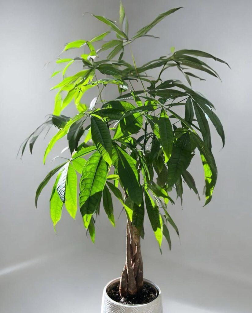 Pachira aquatica
