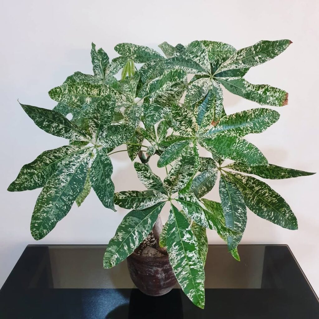 Pachira aquatica Variegata