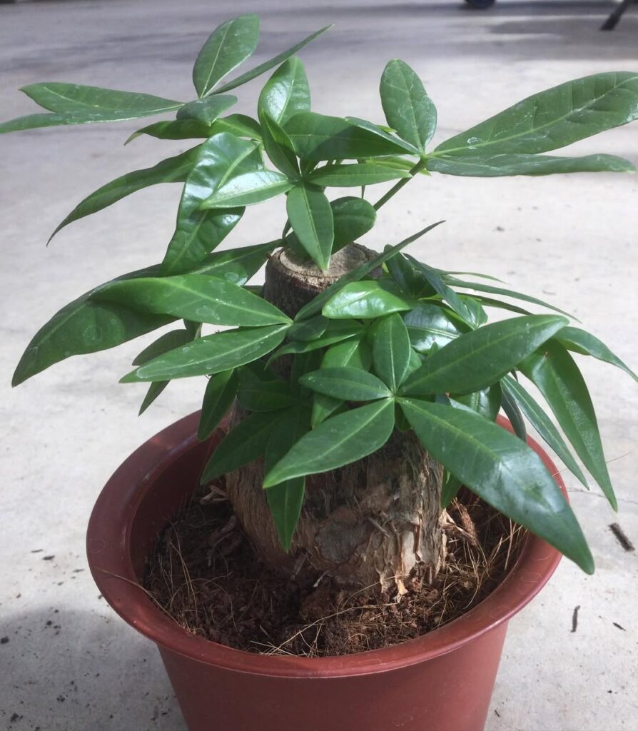 Pachira glabra