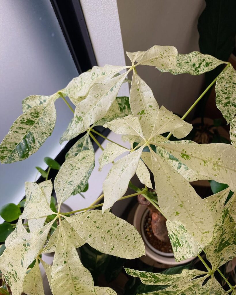 Pachira glabra Milky Way