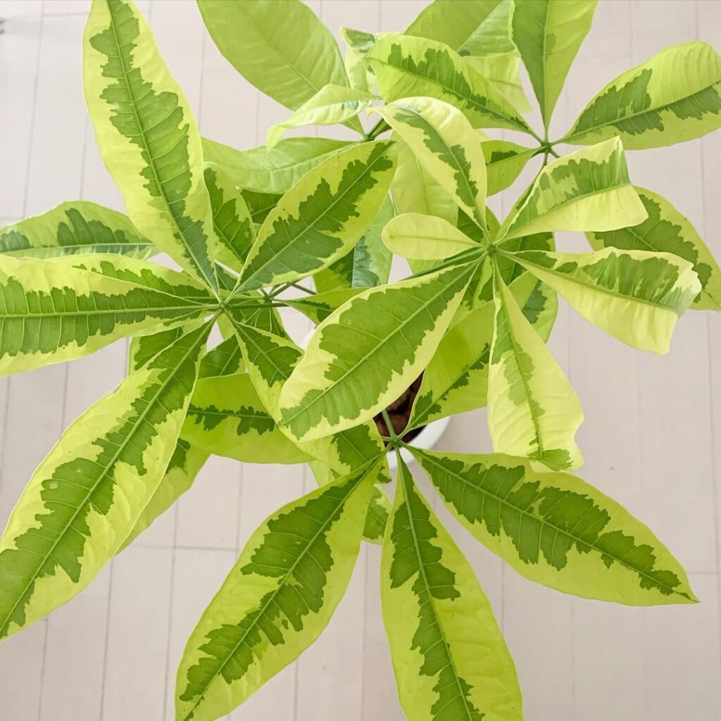 Pachira glabra Moonlight
