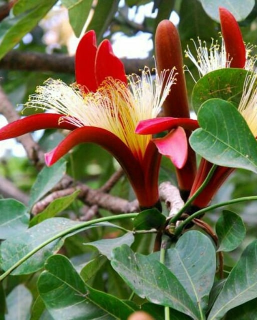 Pachira insignis