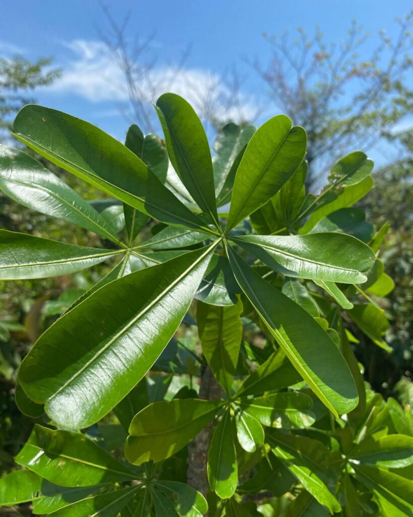 Pachira sessilis