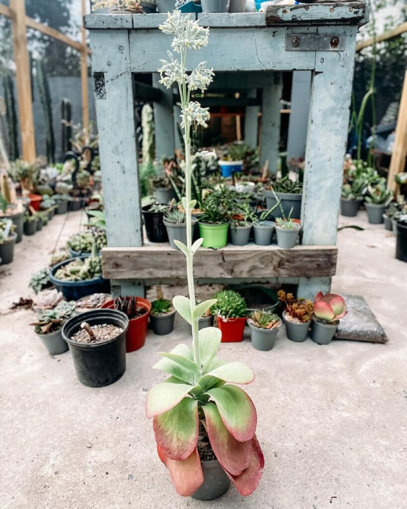 Paddle Plant