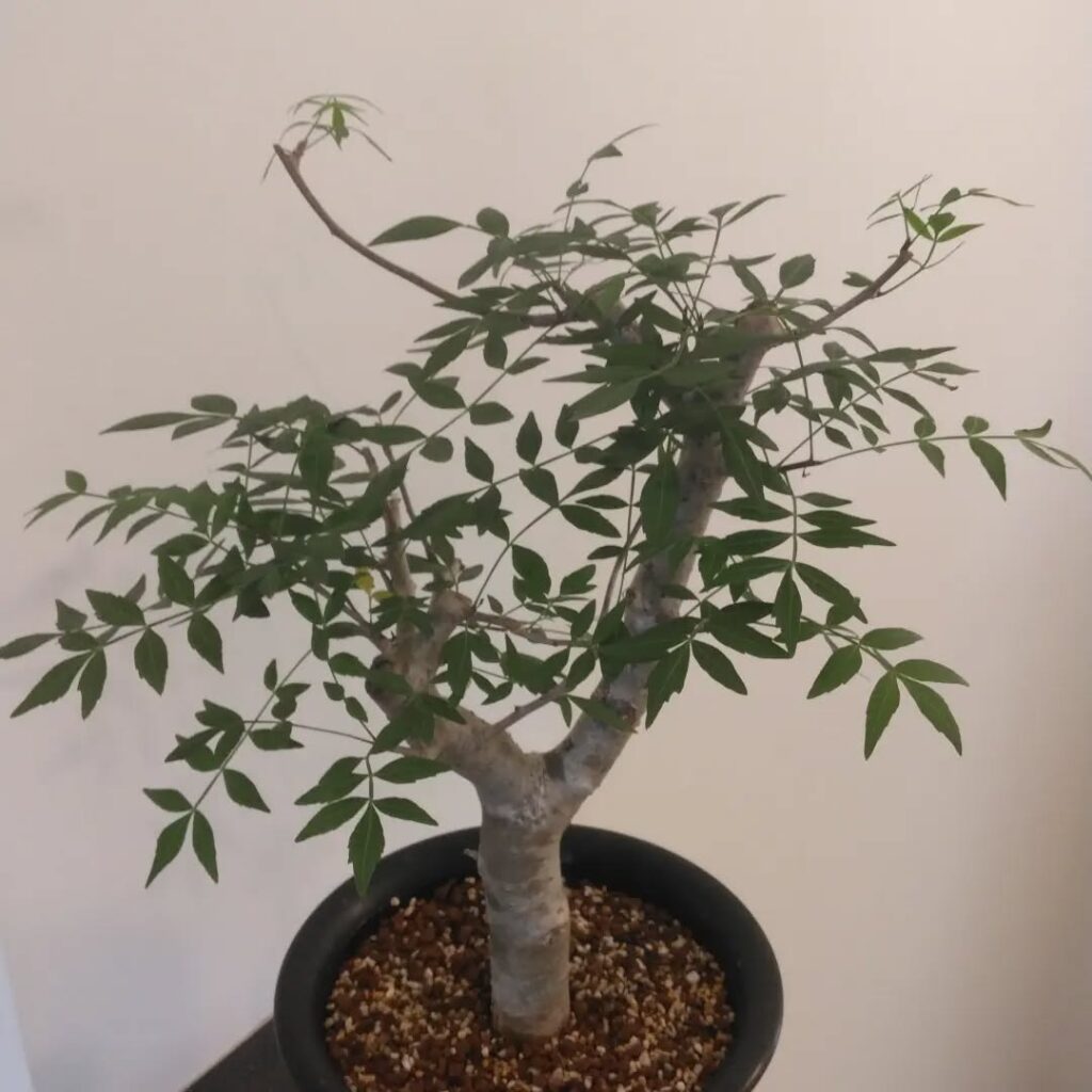 Palo Santo
