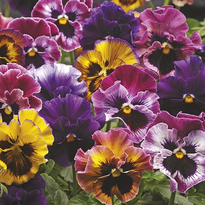 Pansies 1