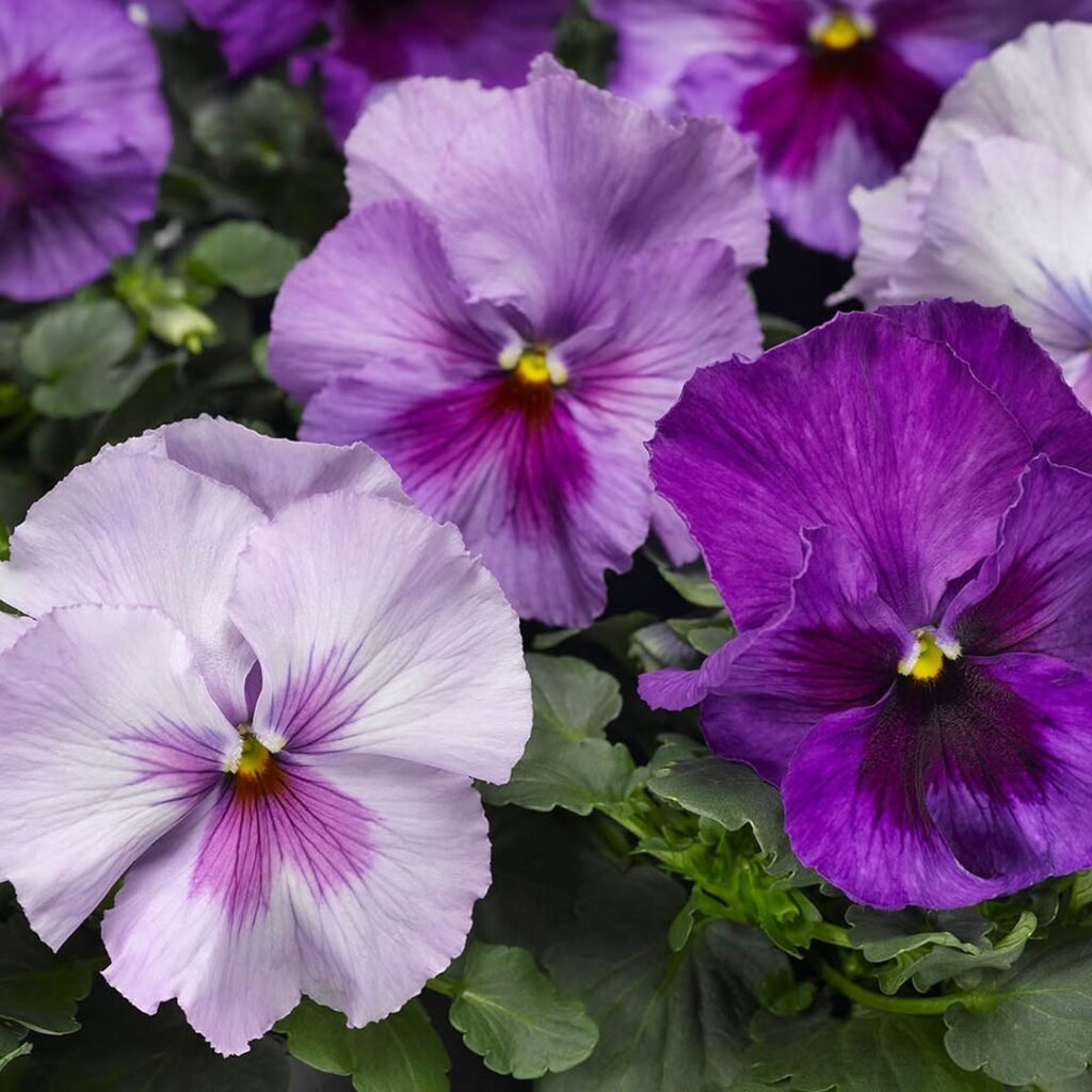 Pansies