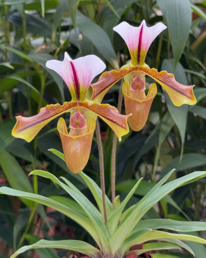 Paphiopedilum