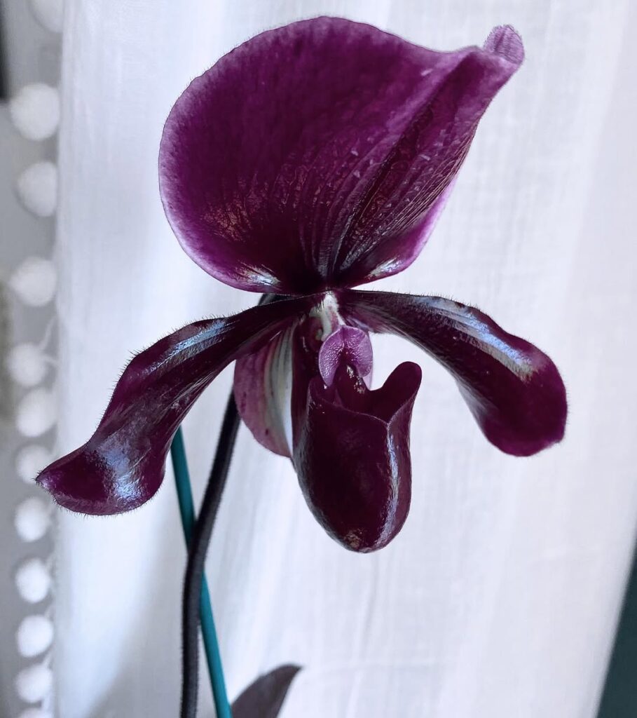 Paphiopedilum Black Jack