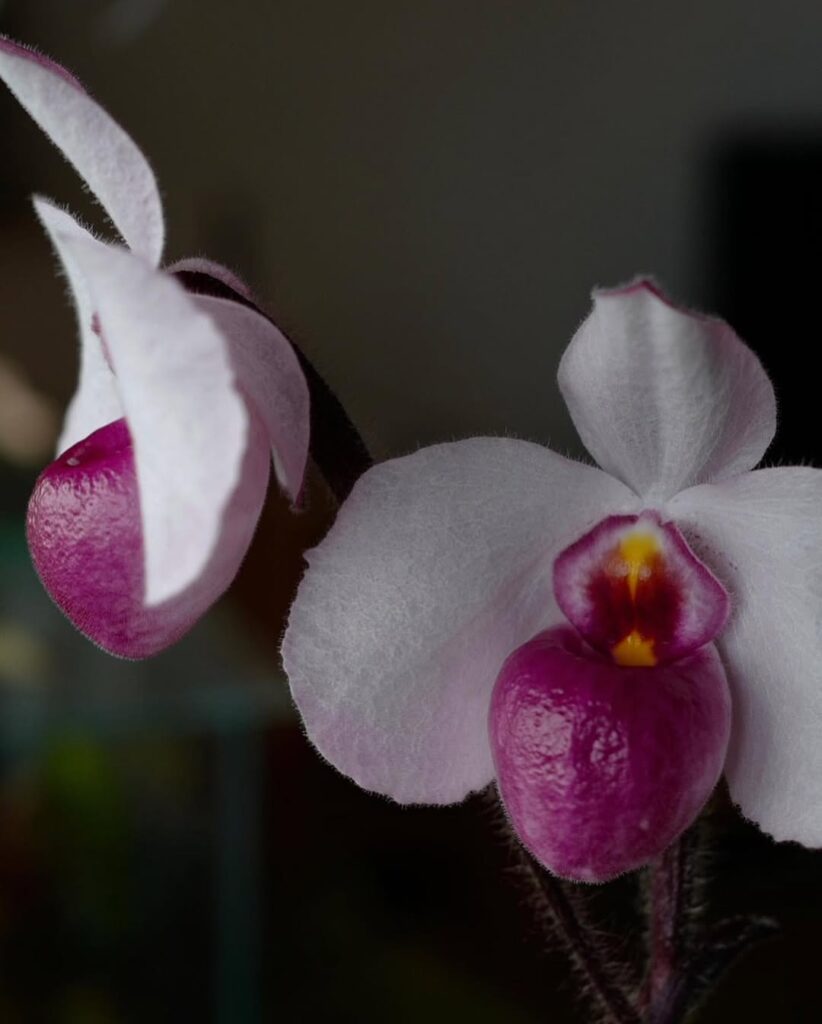 Paphiopedilum Orchid