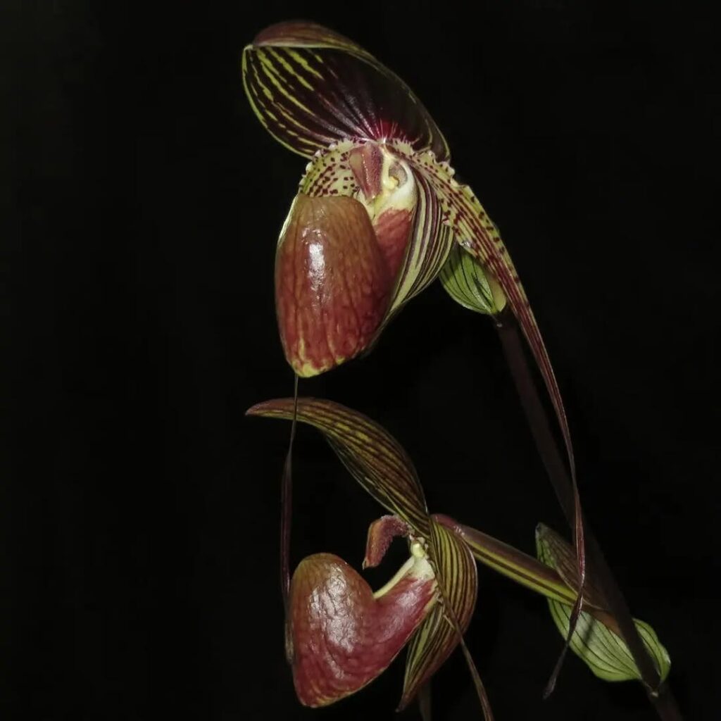 Paphiopedilum Wossner Black Wings